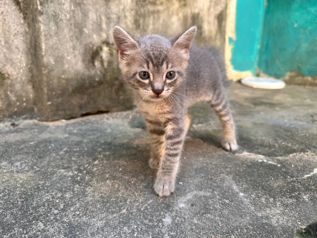 Adoção  - Foto 4