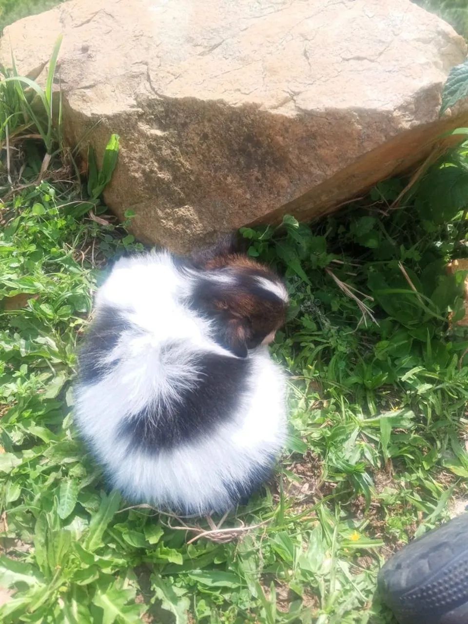 Papillon excelente linhagem  - Foto 5