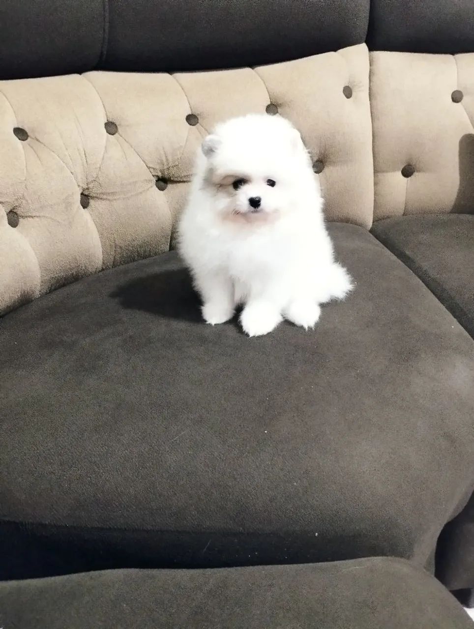 Spitz machinho branco  - Foto 3