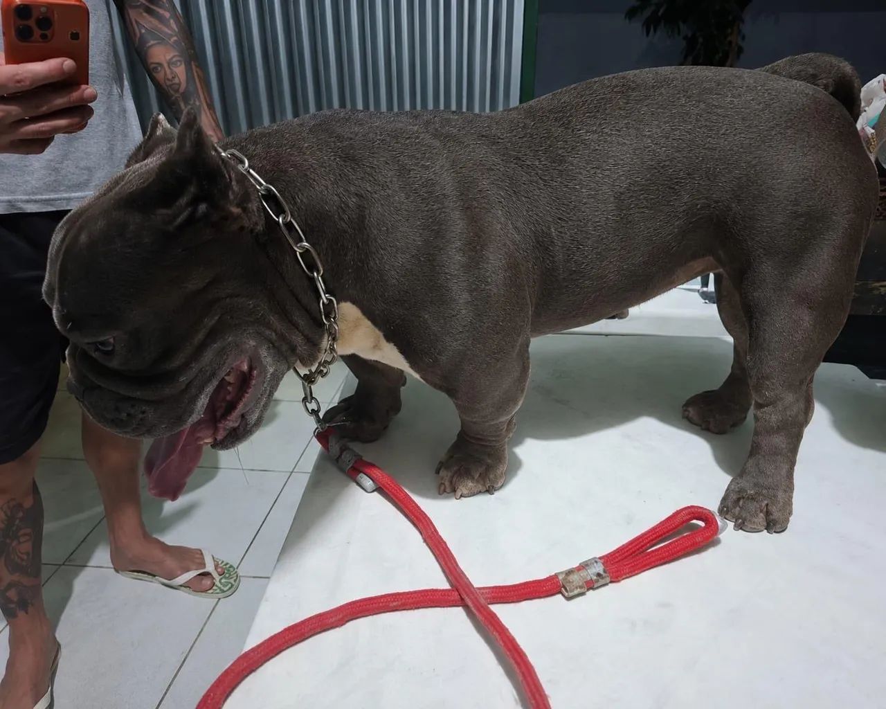 American bully micro  - Foto 4