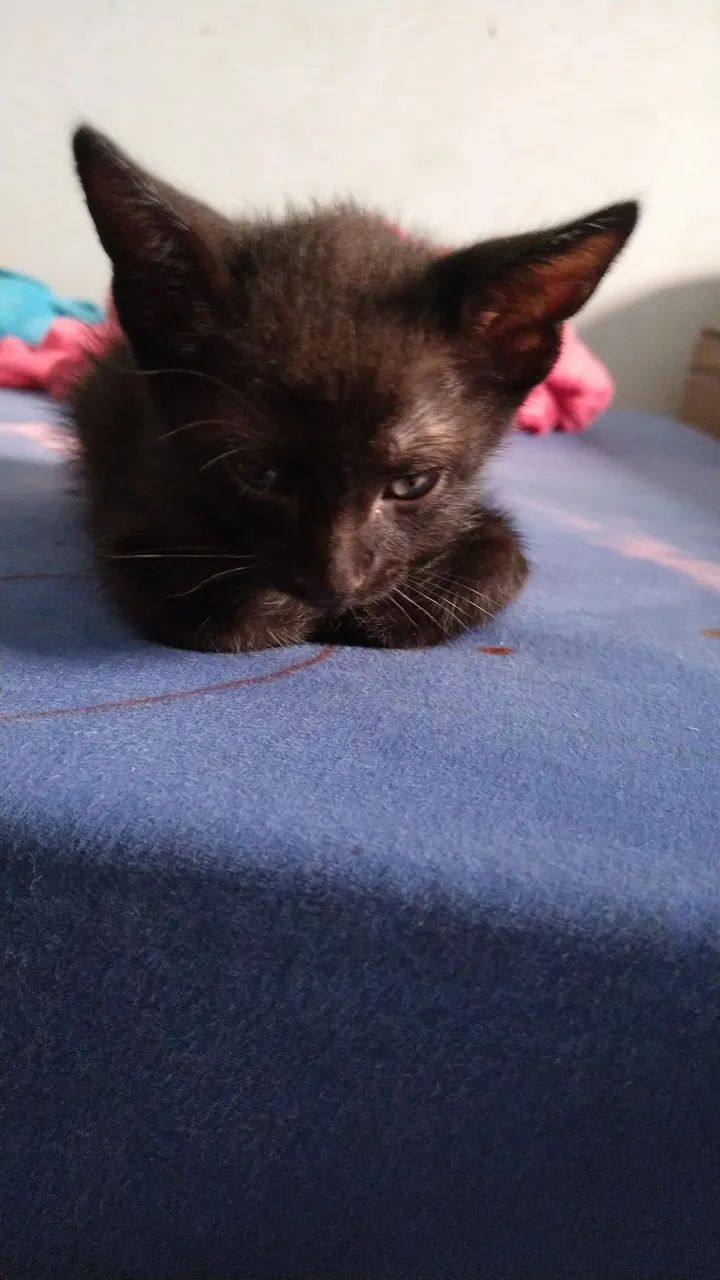 Doação de gata  - Foto 5