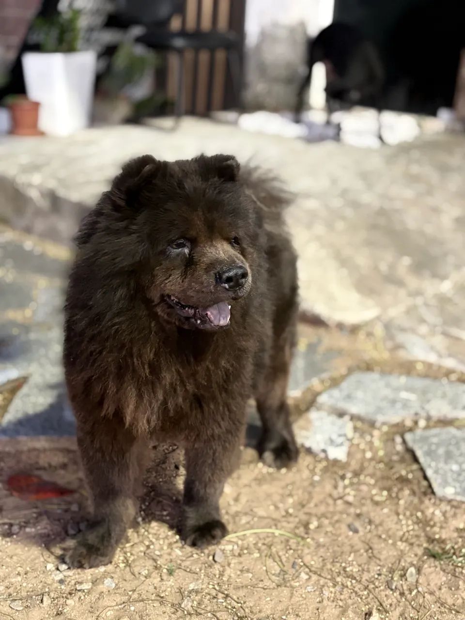 Cachorro  - Foto 3