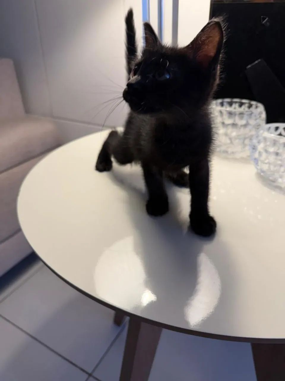 Gata preta morceguinha  - Foto 2
