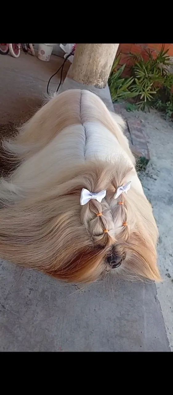 Cachorro  - Foto 2