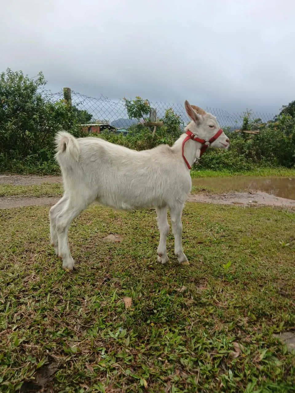 Vendo cabra sany - Foto 2