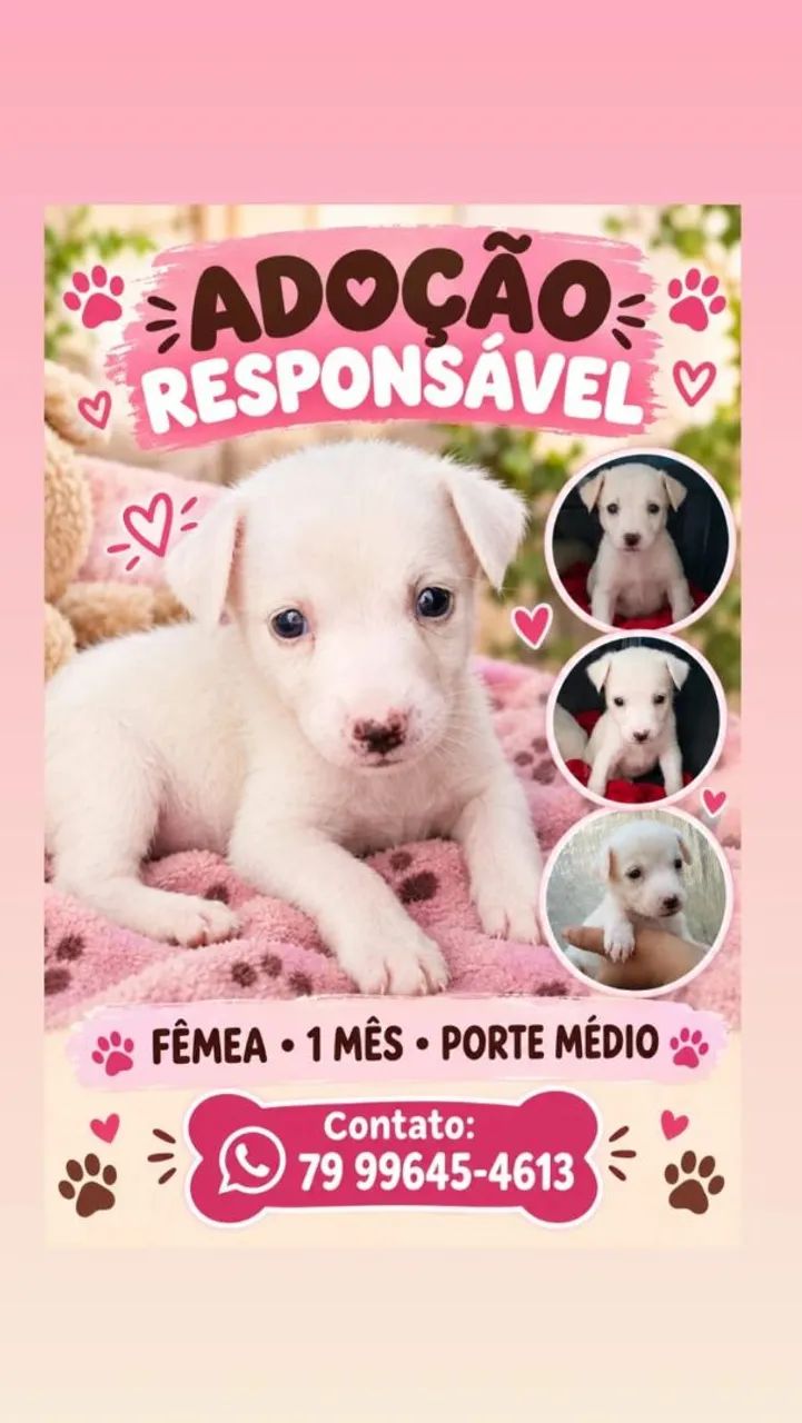 Adoção responsável  - Foto 2