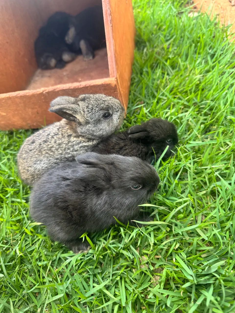 Mini Lop Rabbit415081861292369922
