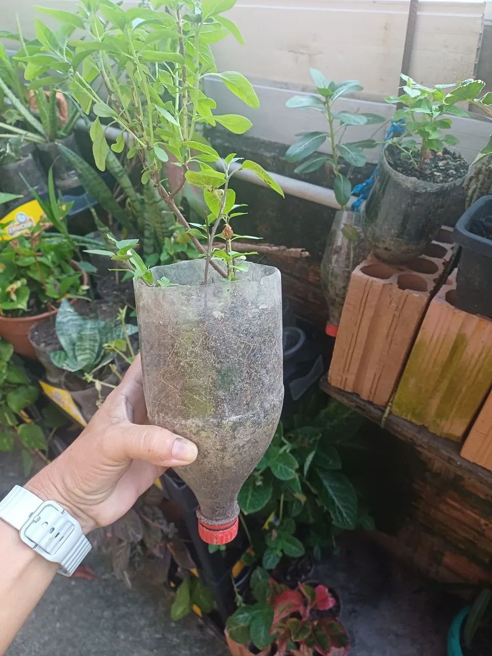 Plantas e mudas de Manjericão  - Foto 2