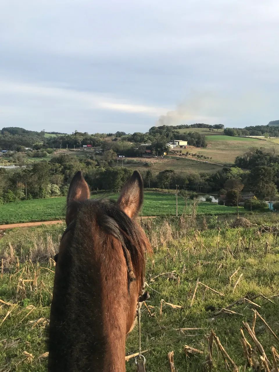 Cavalo 