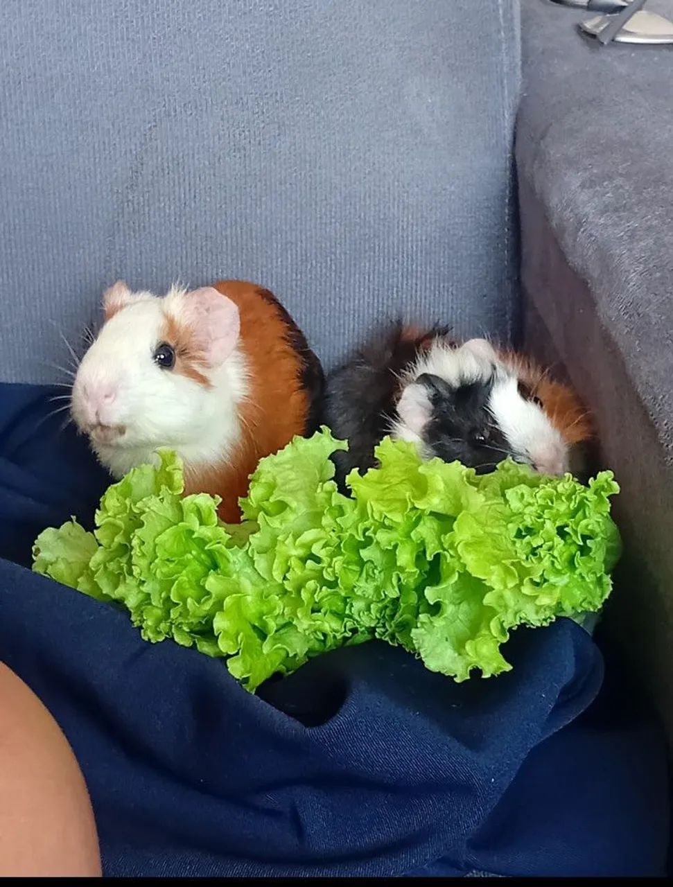 Porquinhas da india femea - Foto 2