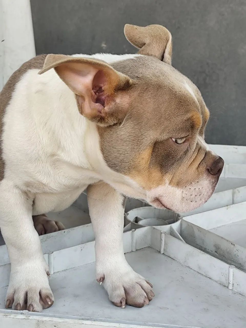 American Bully - Foto 2