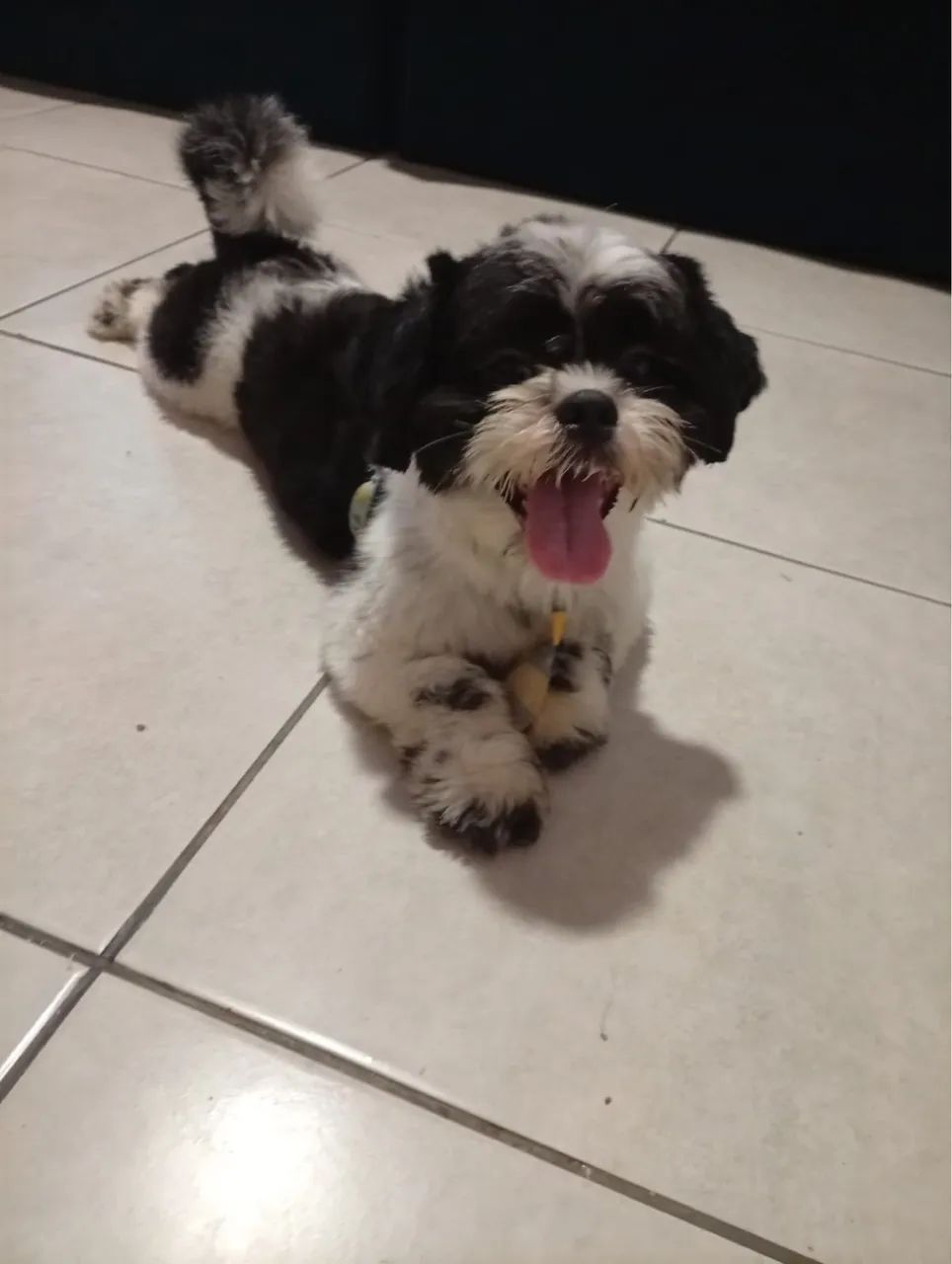 Cachorro shih tzu - Foto 3
