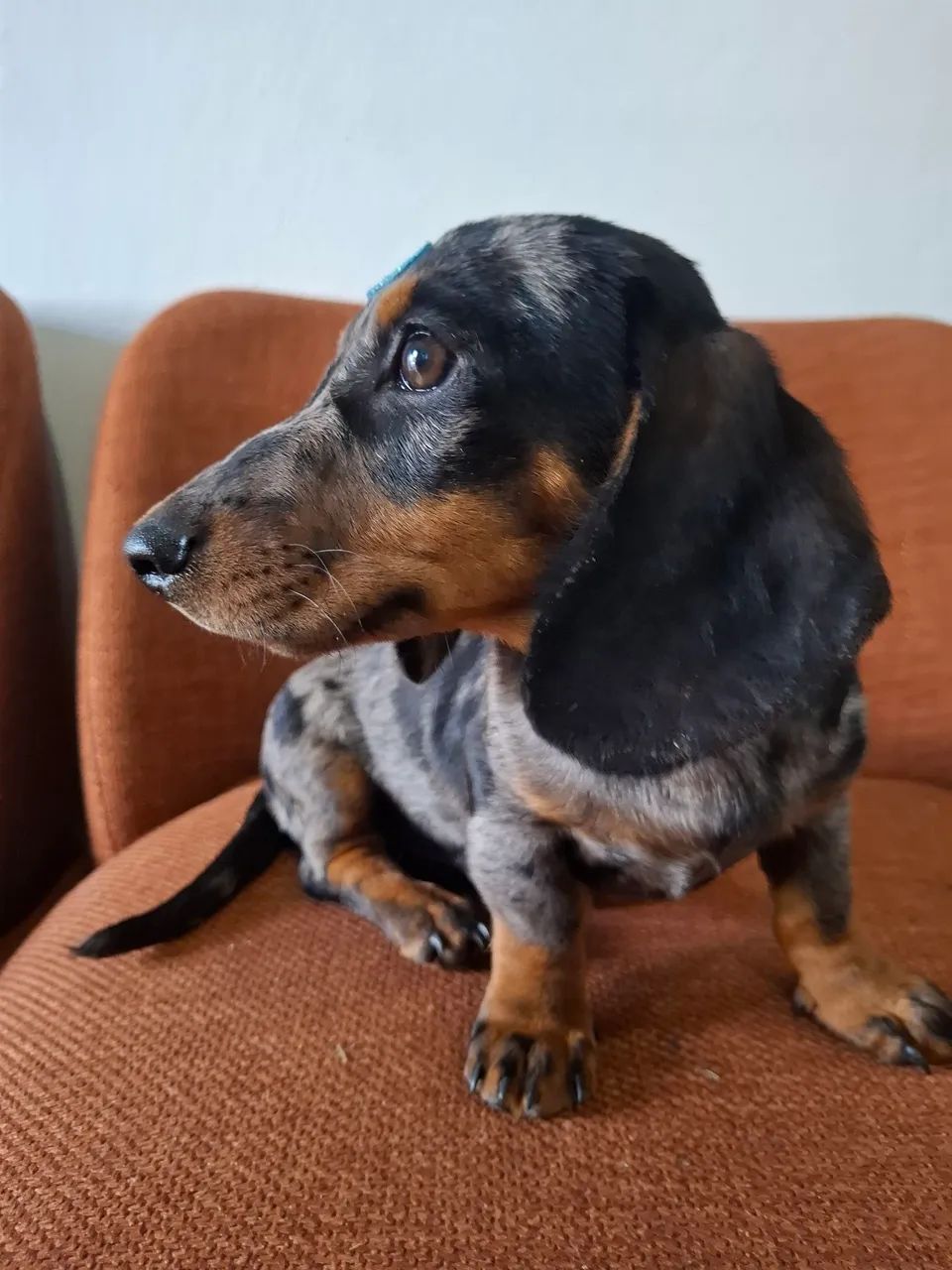 Macho Daschund Alerquim prata - Foto 2