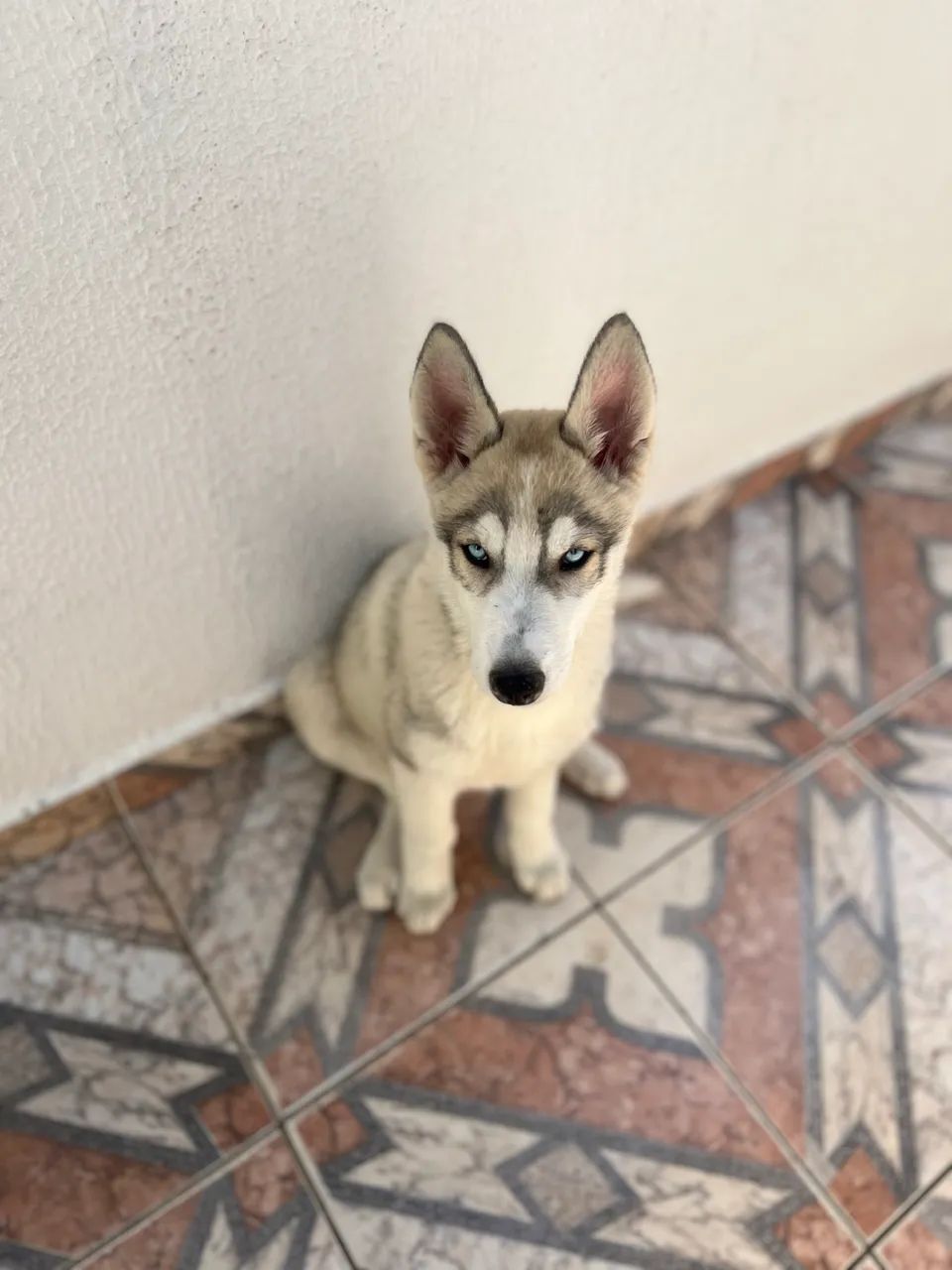 Husky Siberiano Filhote - Foto 4