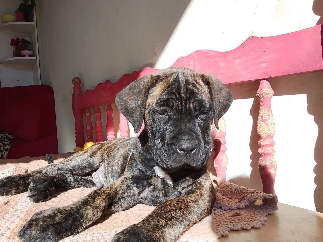 Cane corso  - Foto 2