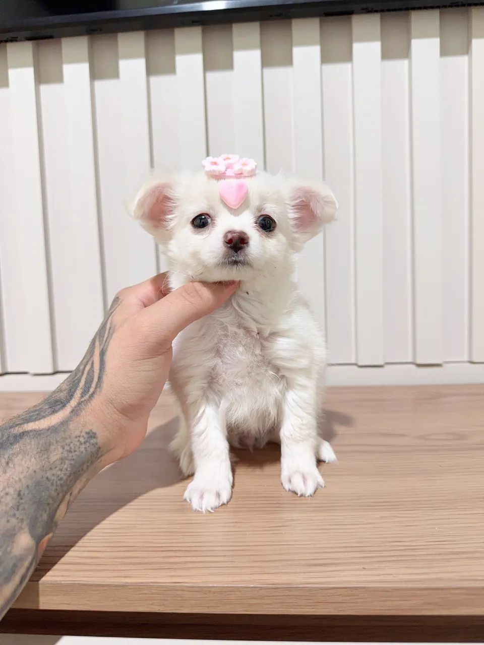 Chihuahua fêmeas pelo longo pedigree opcional  - Foto 3