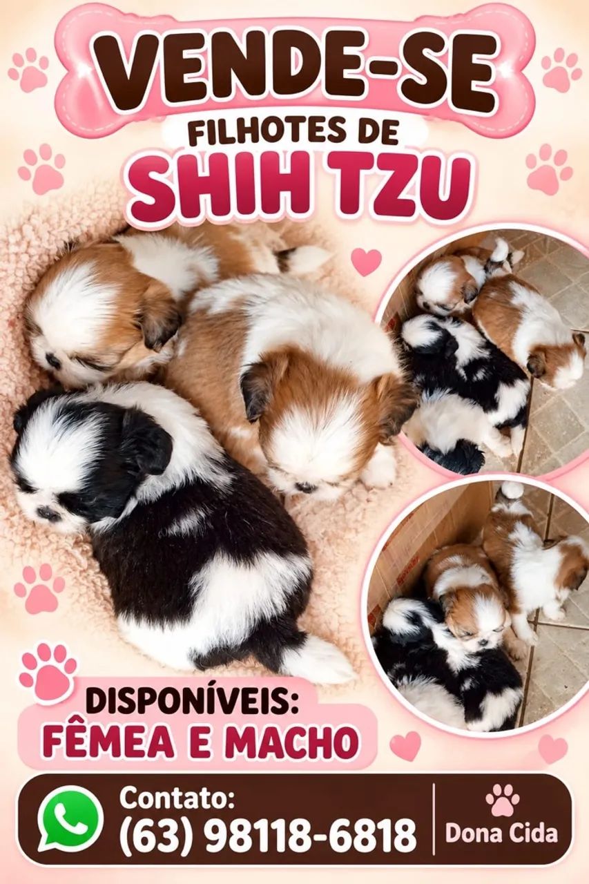 Vendo filhotes de shi tzu
