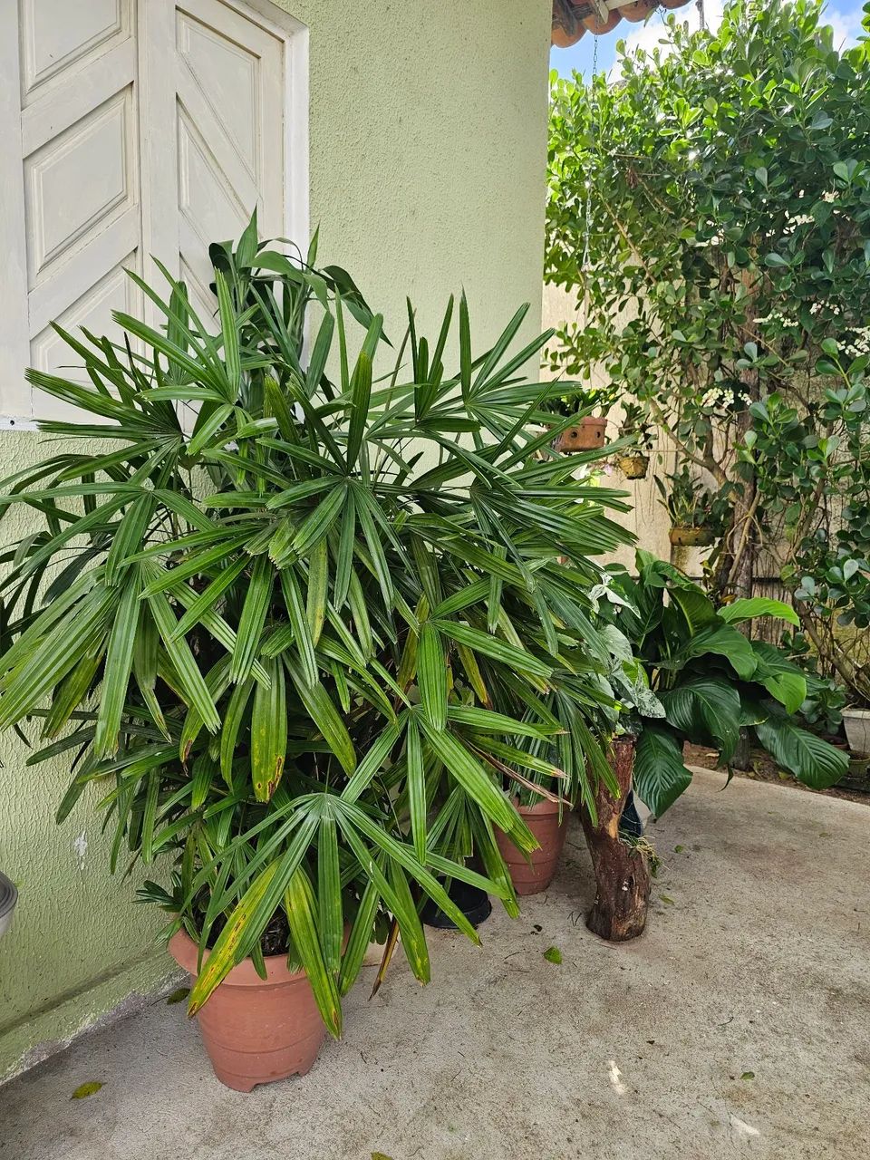 Plantas - Foto 2