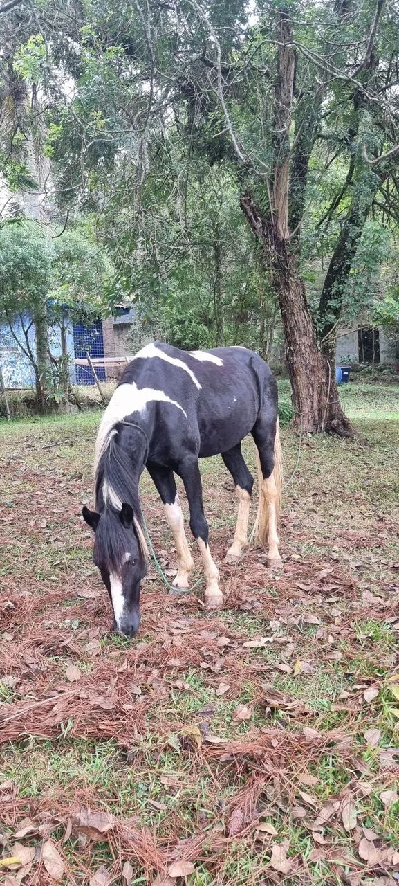 Cavalo Macho Inteiro  - Foto 2