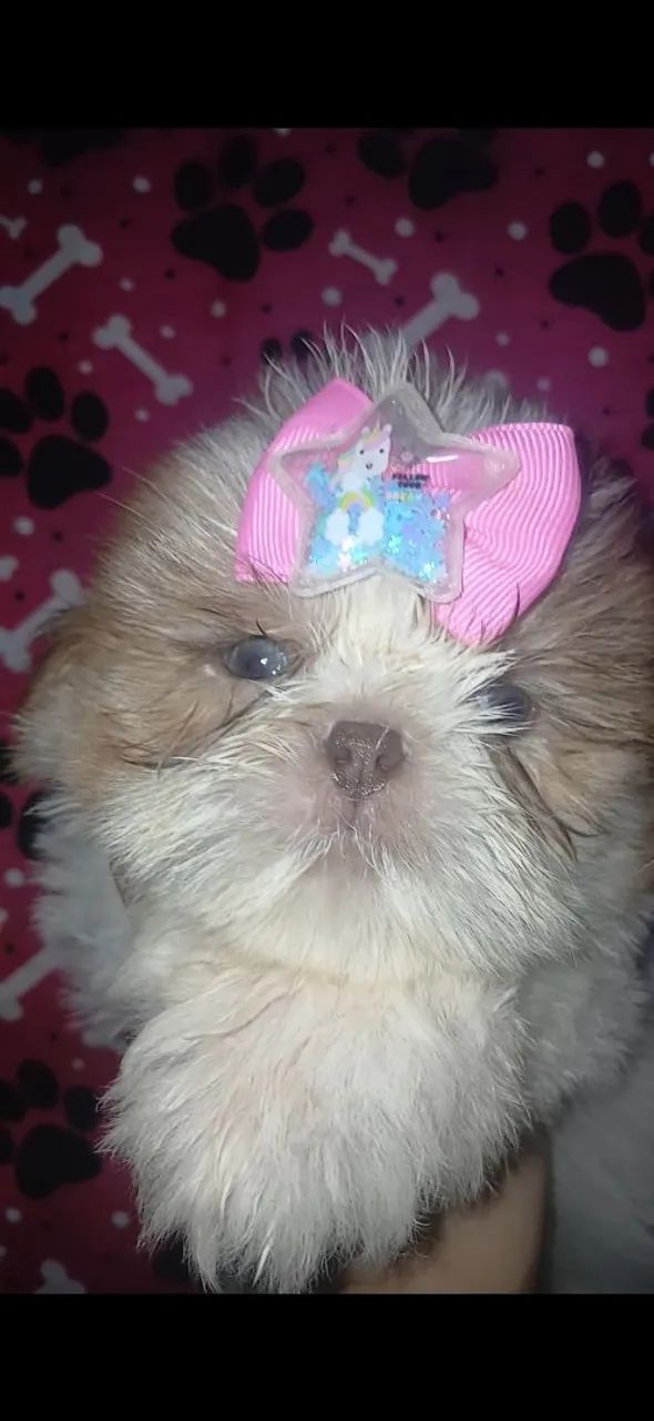 Shih tzu 
