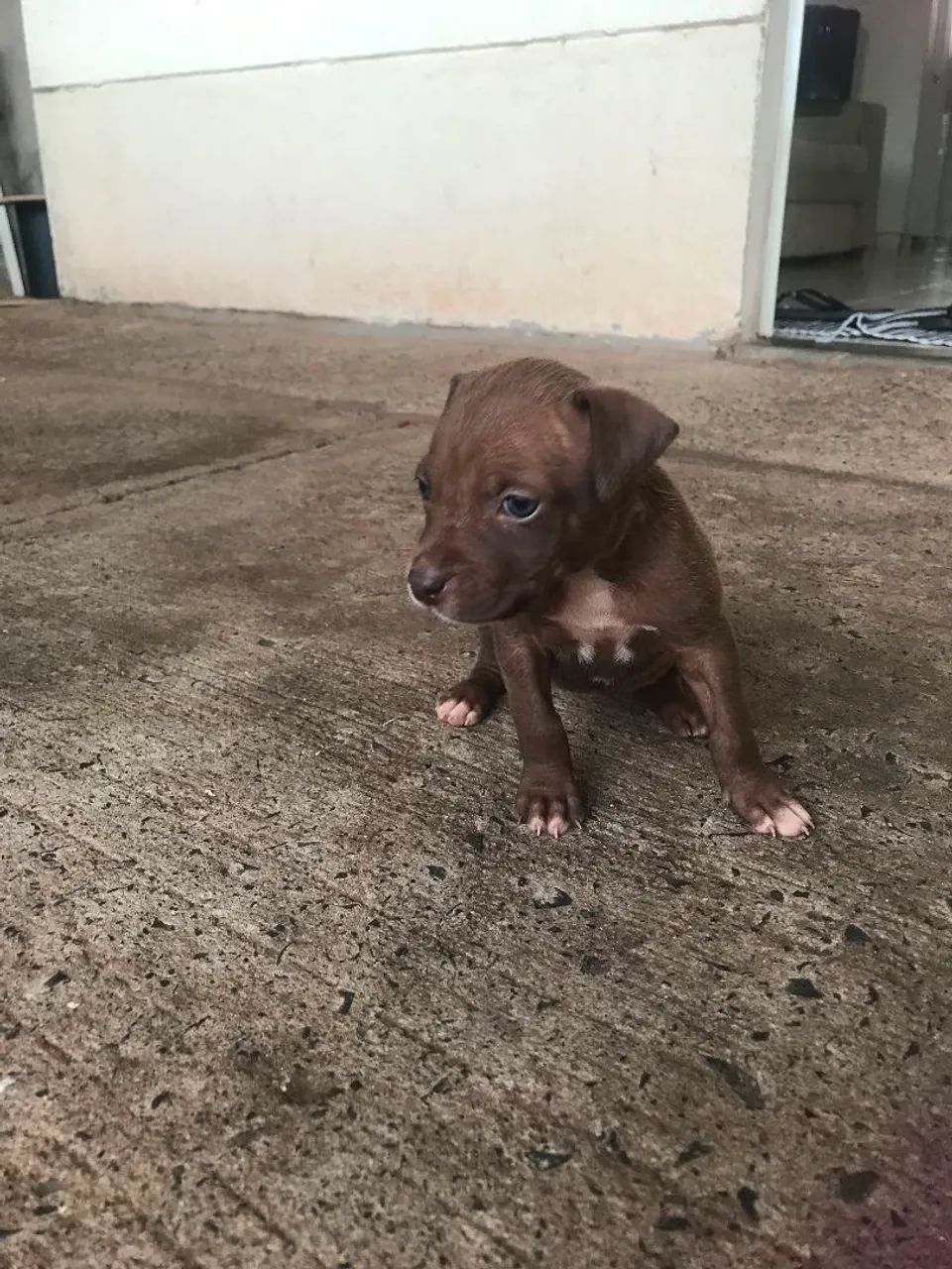 Cachorro  - Foto 2