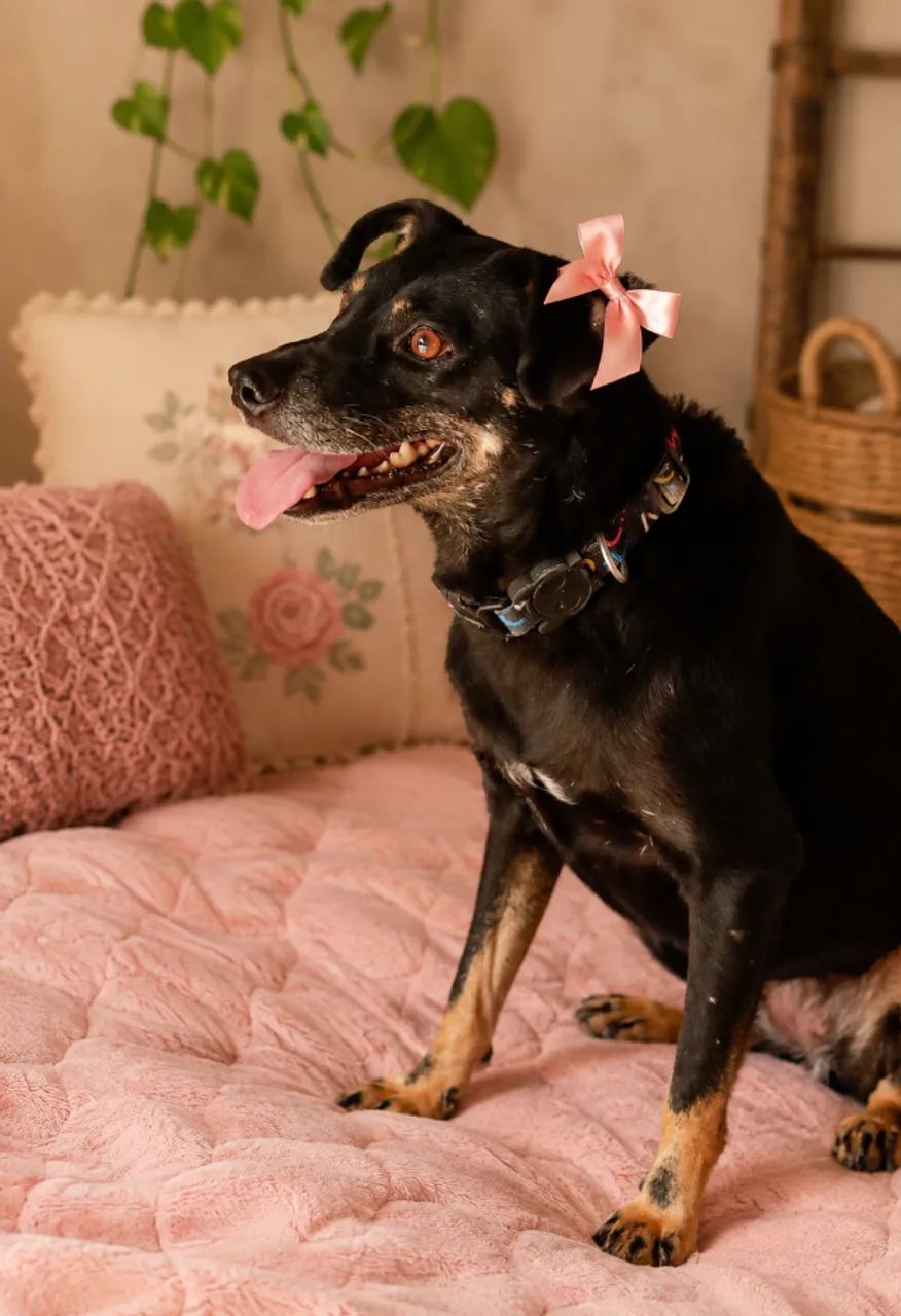 Zoe para Adoção - Foto 5
