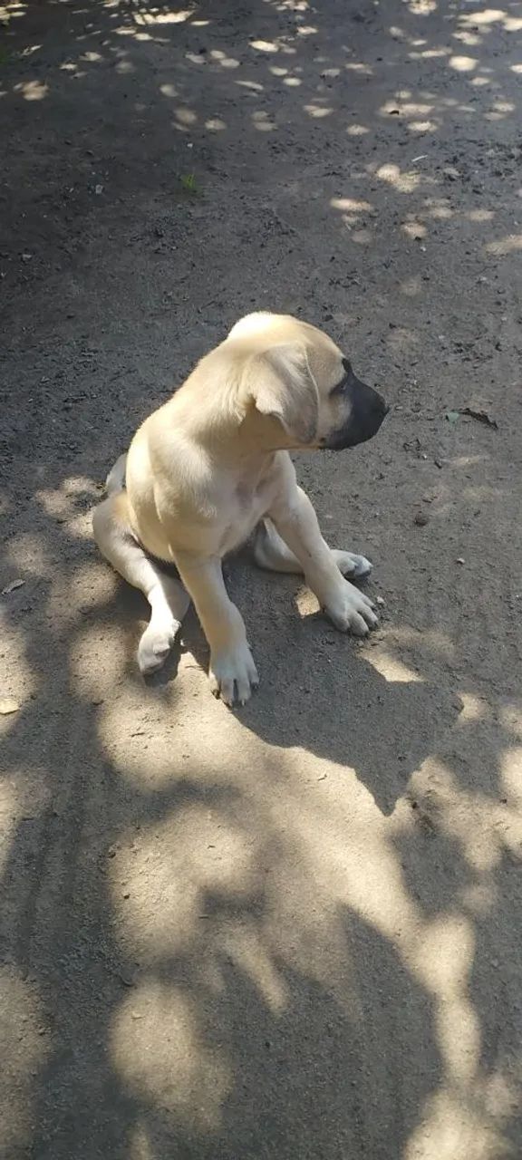 Doação, SRD - Foto 2