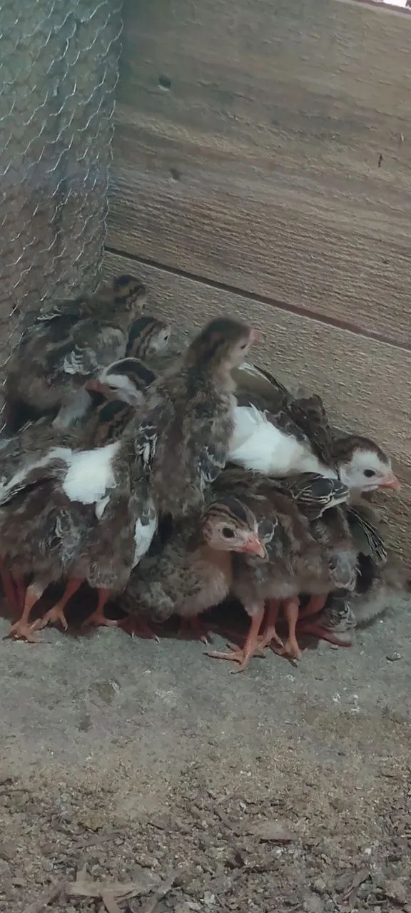 Angolas 20 dias  - Foto 2