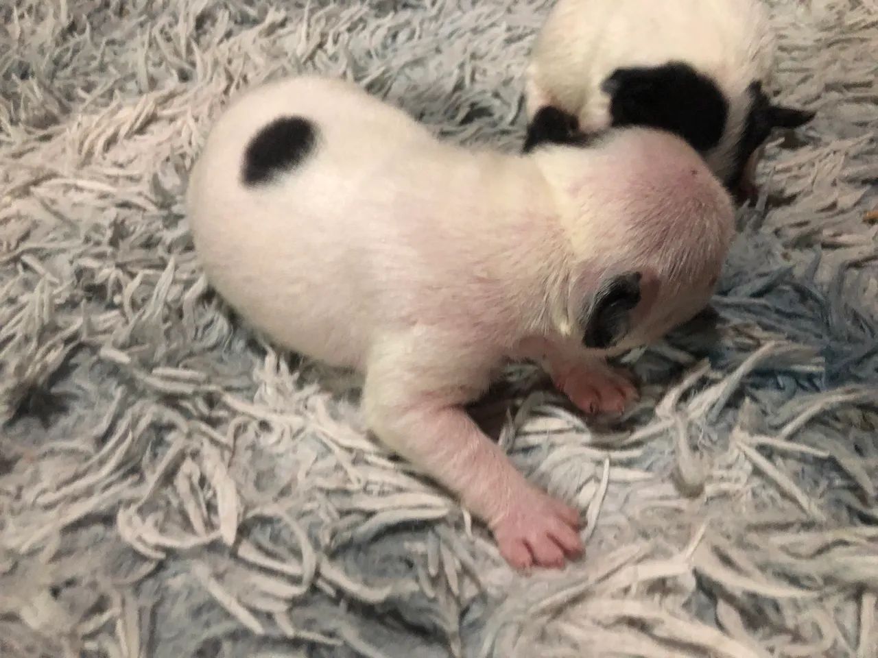 Vendo buldogue francês  - Foto 4