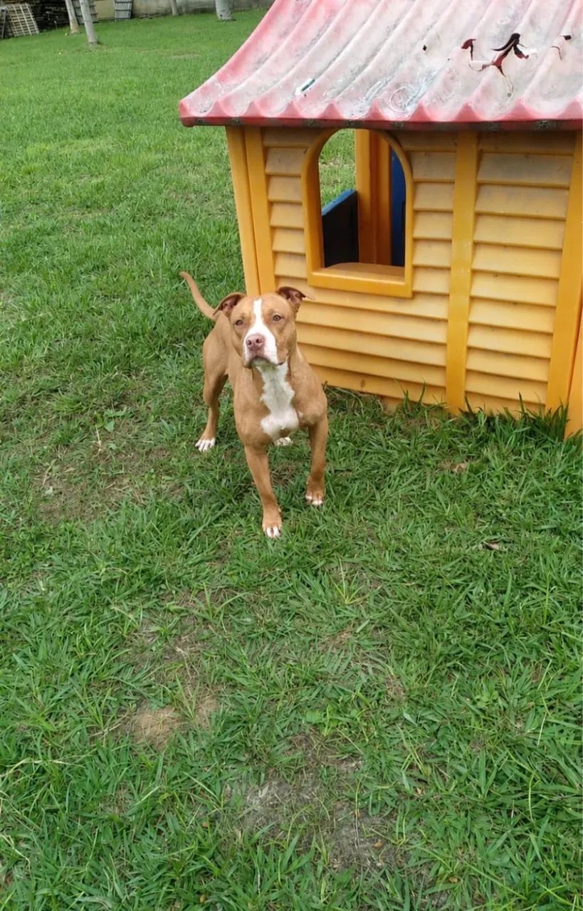 Pitbull para adoção responsável 