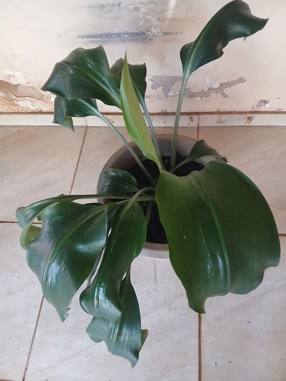Planta lírio da Amazônia  - Foto 2