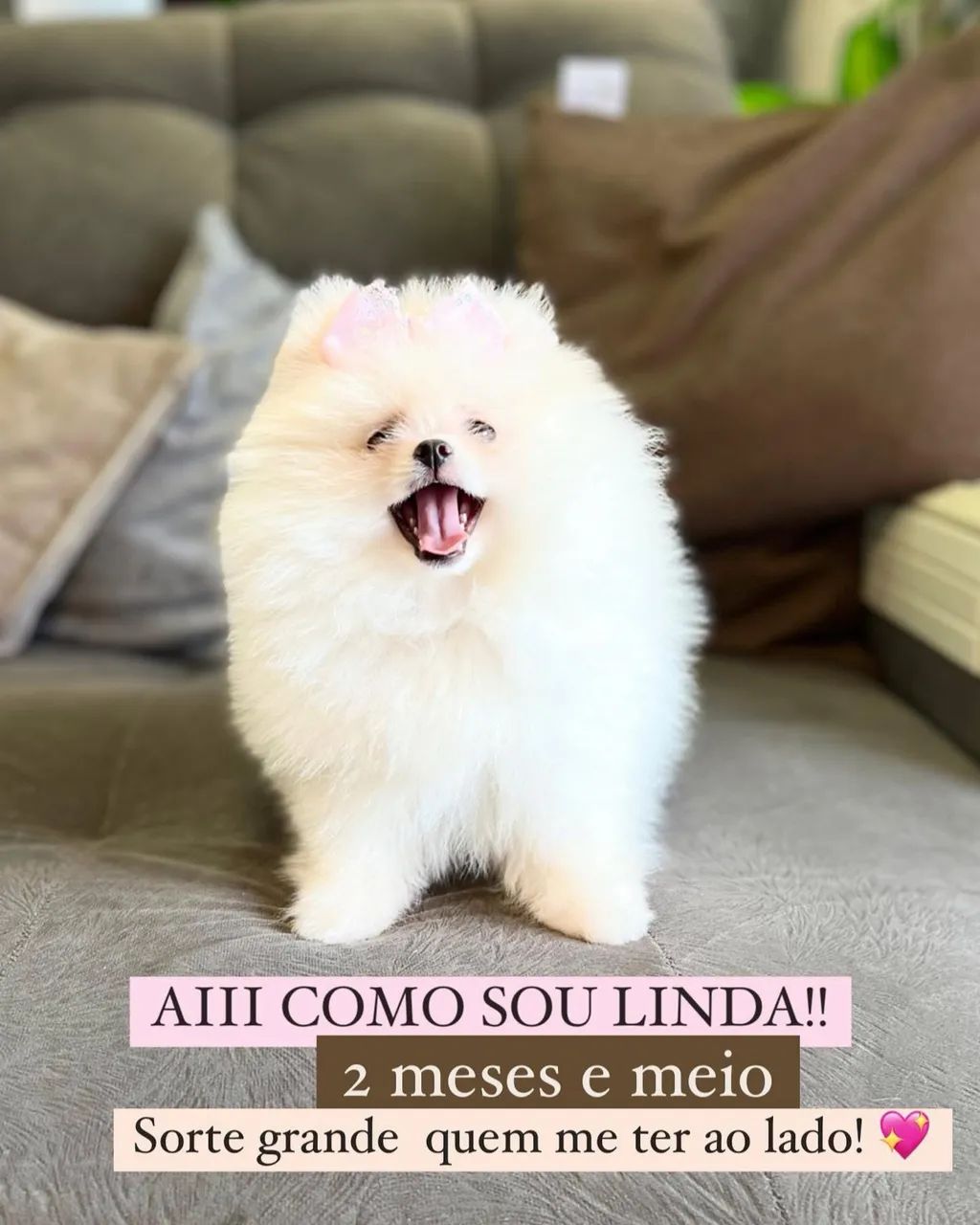 SPITZ alemão anãos  - Foto 4