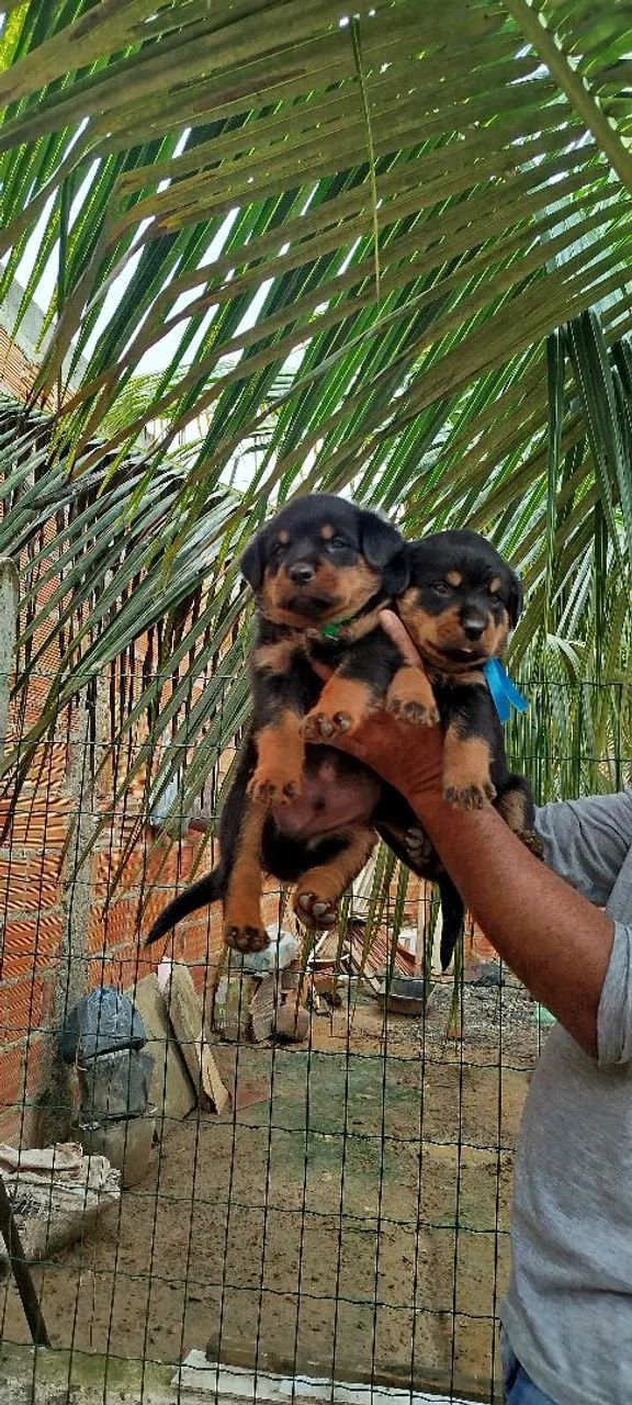 Filhotes de Rottweiller - Foto 4