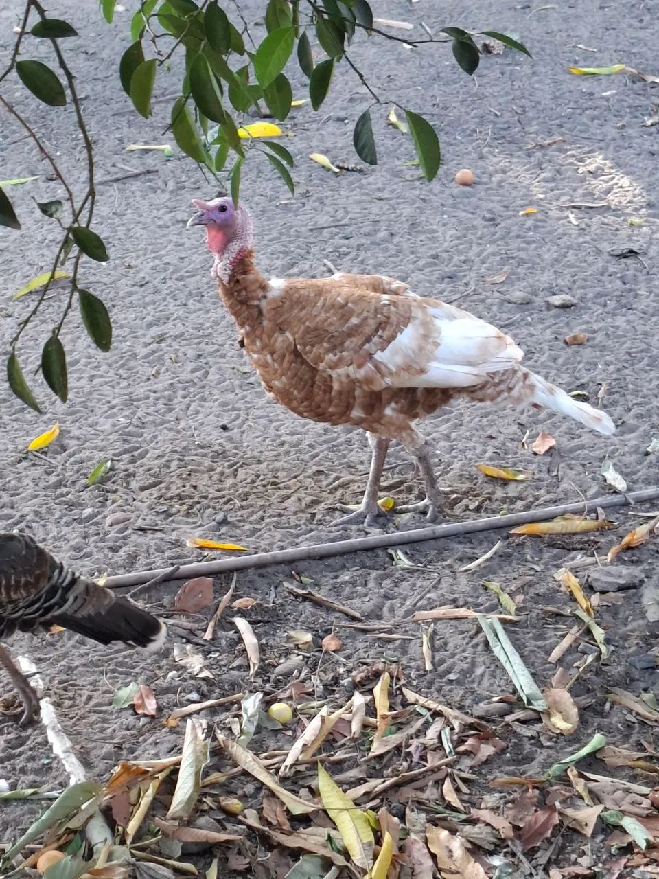 Vendo peruas e peru - Foto 2