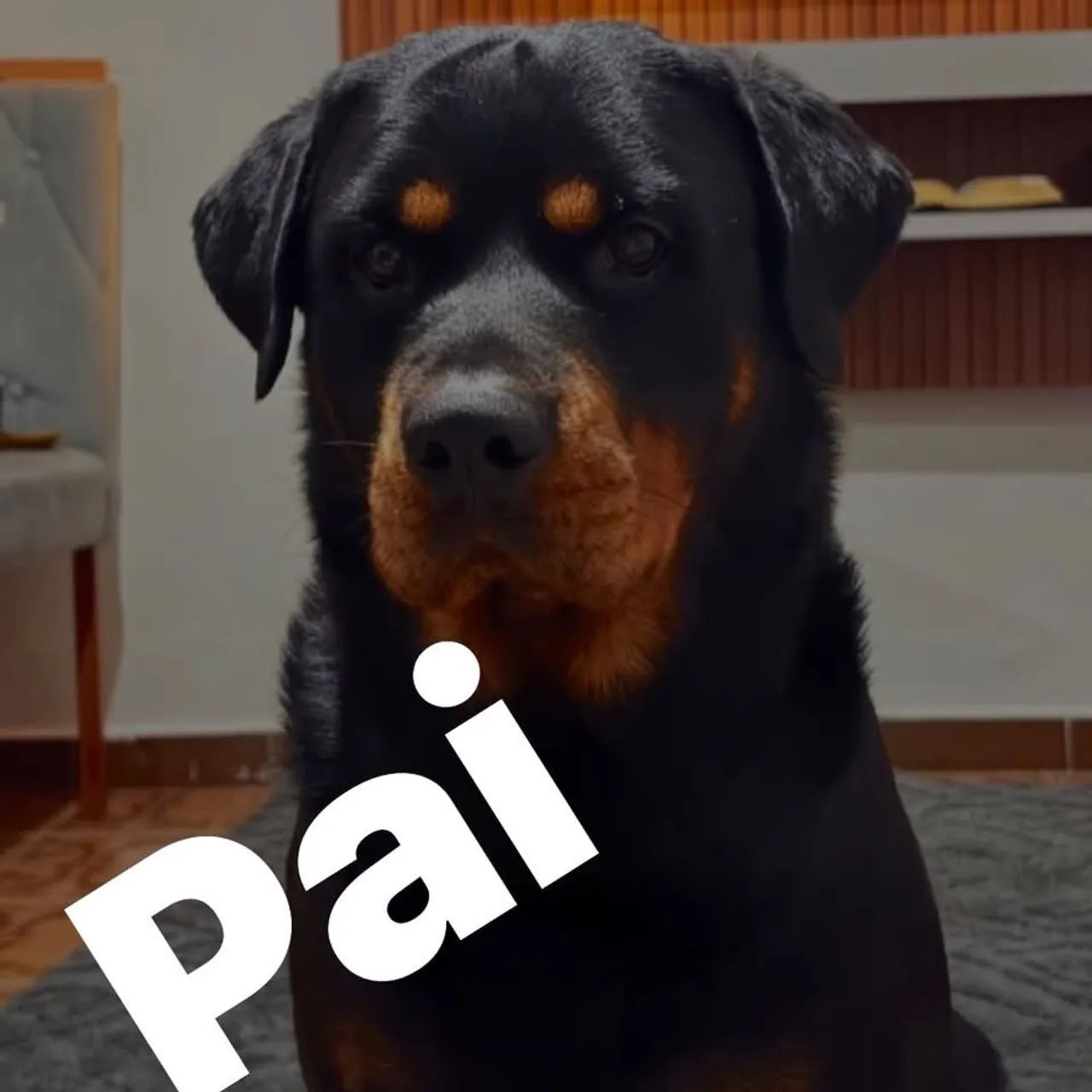 Rottweiler - Foto 2