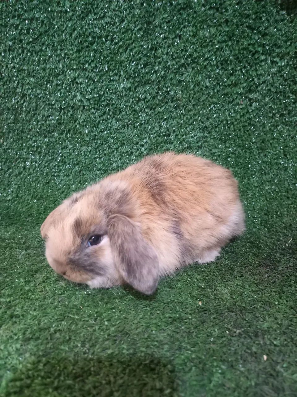 Coelho mini lop - Foto 4
