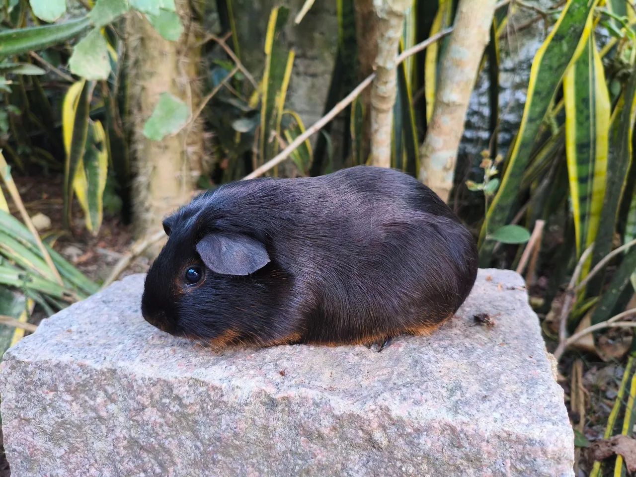 Porquinho da índia  - Foto 5