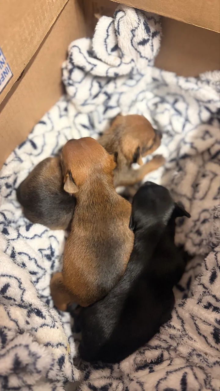 Pinscher 1  - Foto 2