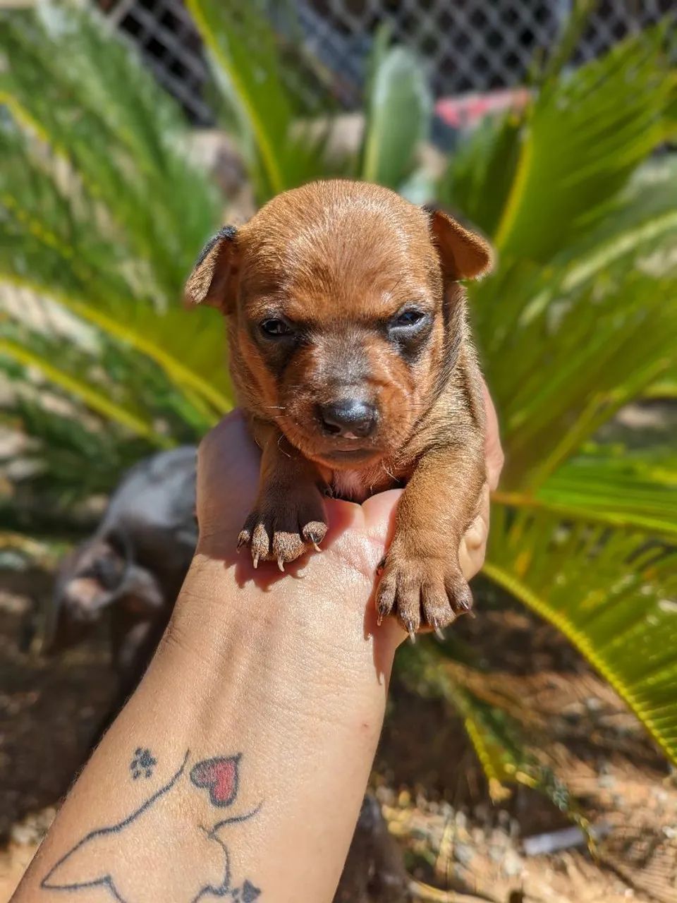 Pinscher  - Foto 2