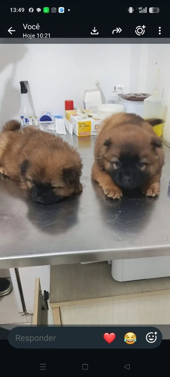 Venda de Chow chow baixou o preço  - Foto 3