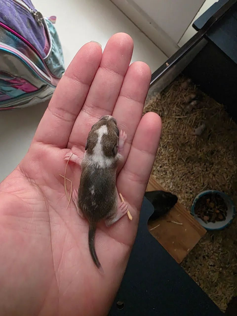 Vendo esquilo da mongolia (Gerbil) - Foto 2