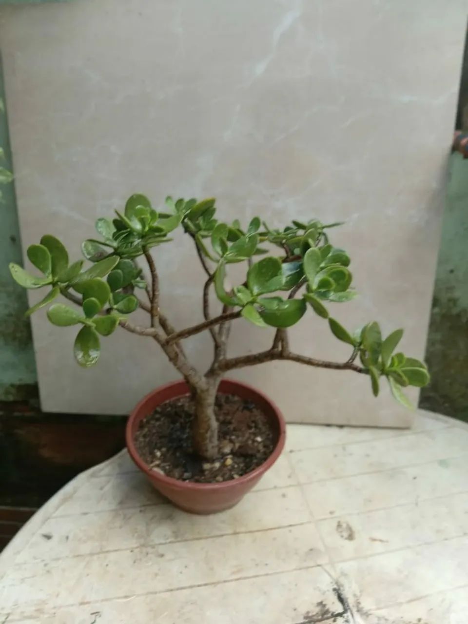 Planta Jade - Foto 5