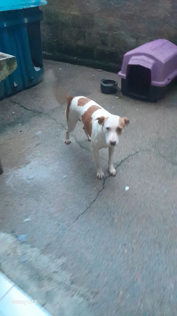 Cachorrinha linda doação  e castrada  - Foto 4