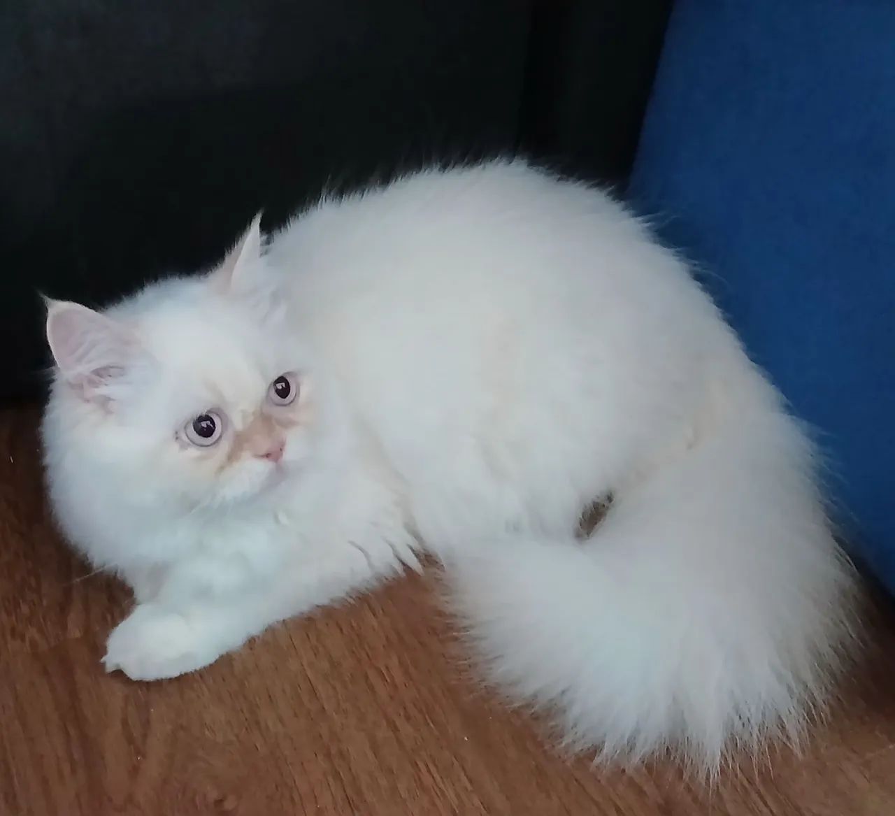 Gato Persa - Foto 5