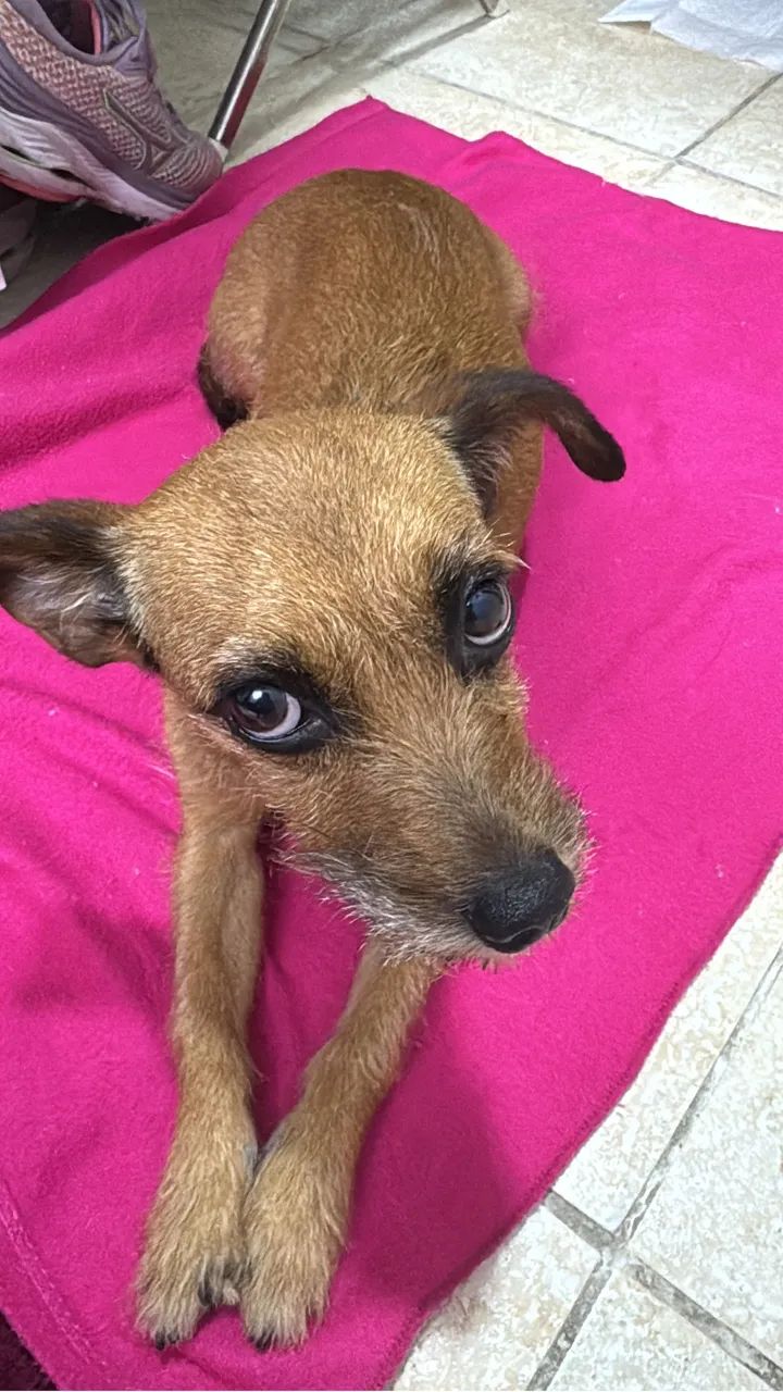 Pet para adoção responsável  - Foto 3