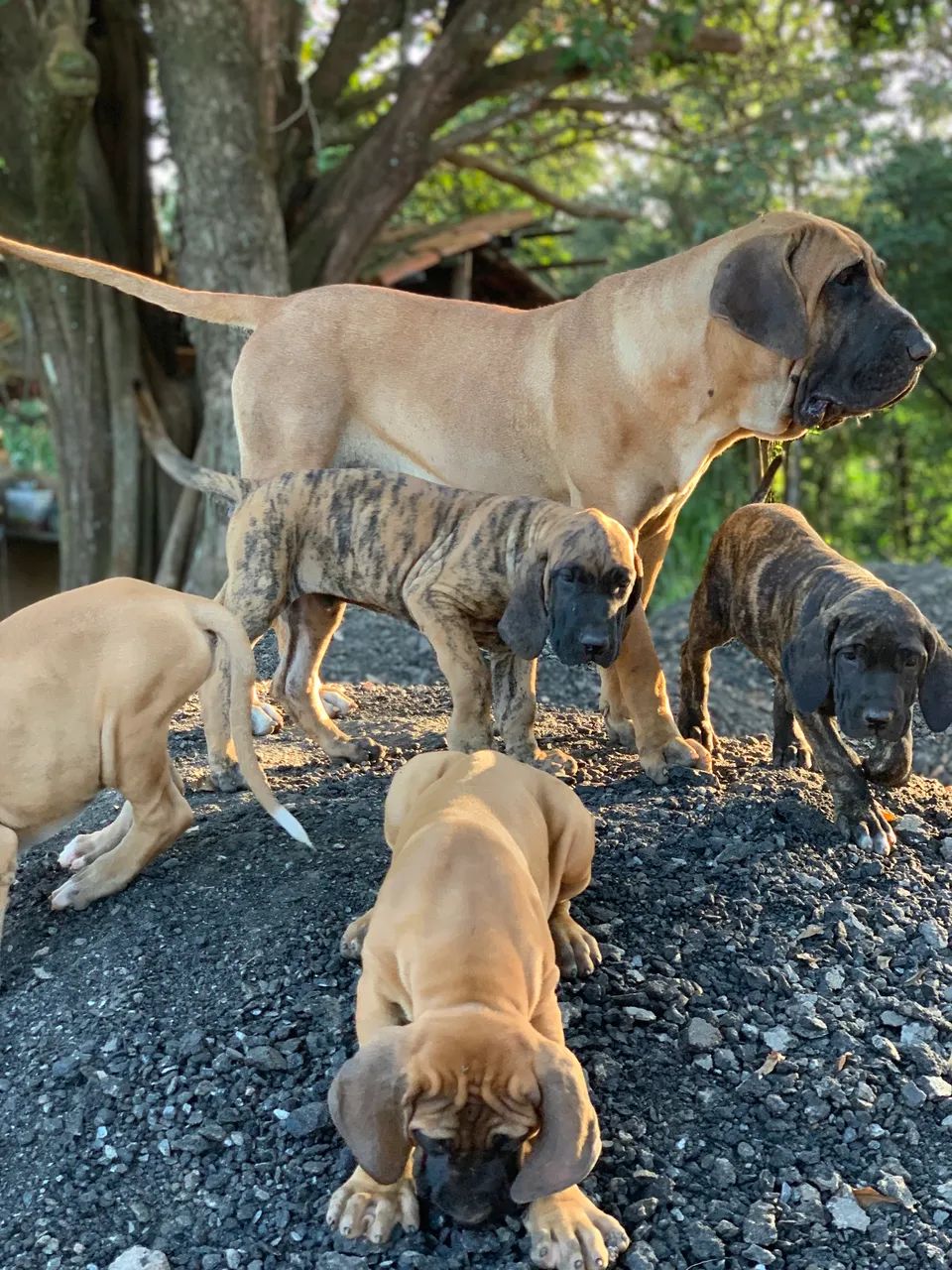 Fila Brasileiro - Foto 3