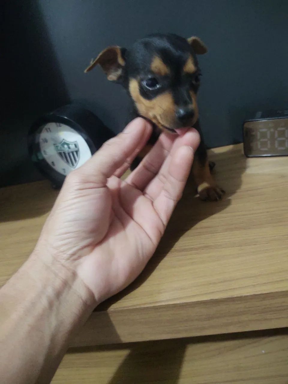 Pinscher macho  - Foto 2