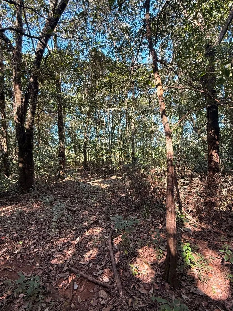 LOTE DE 1200m2 COM MATA NATIVA EM PIRENOPOLIS - Foto 4