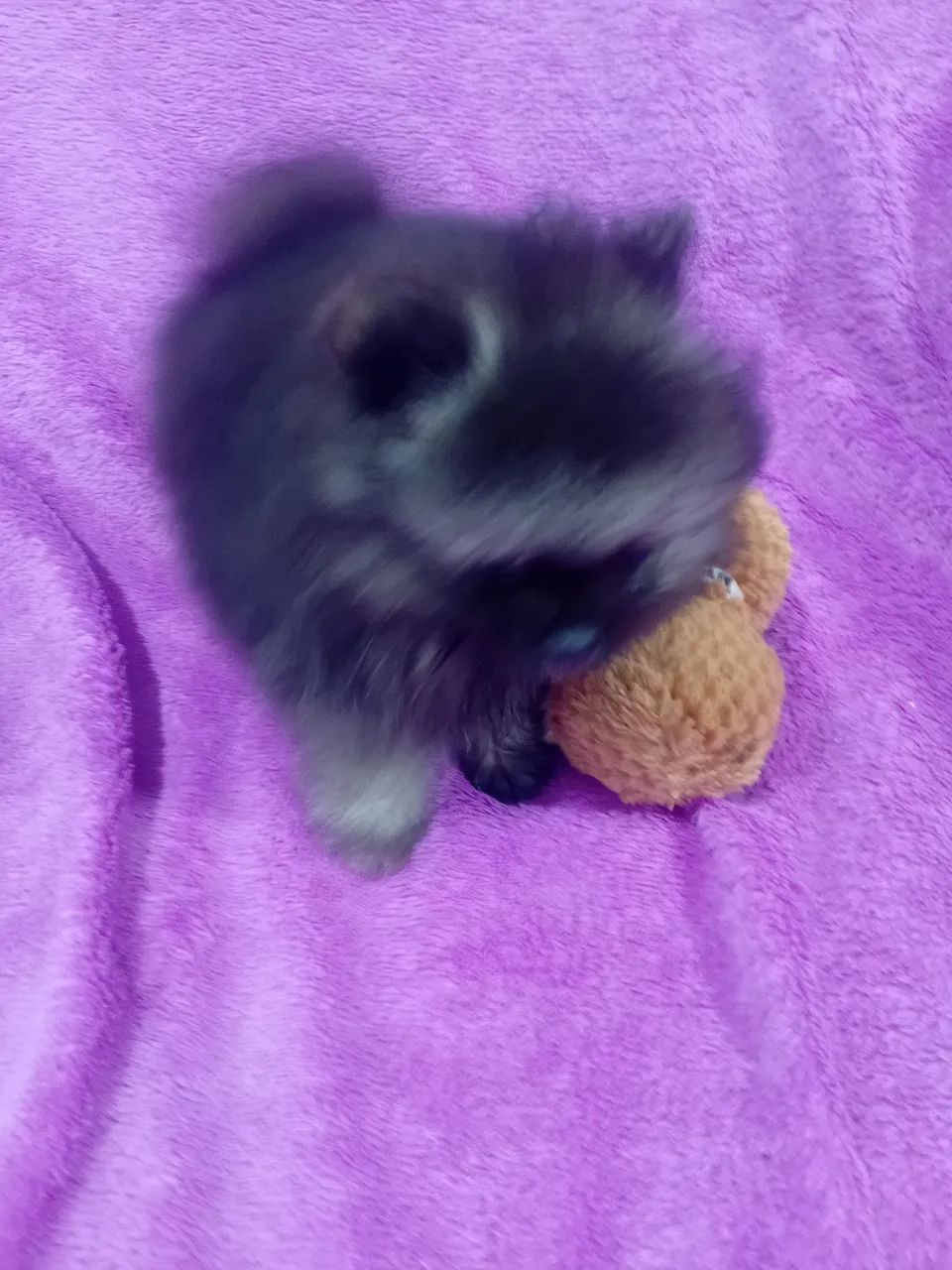 Spitz alemão  - Foto 4
