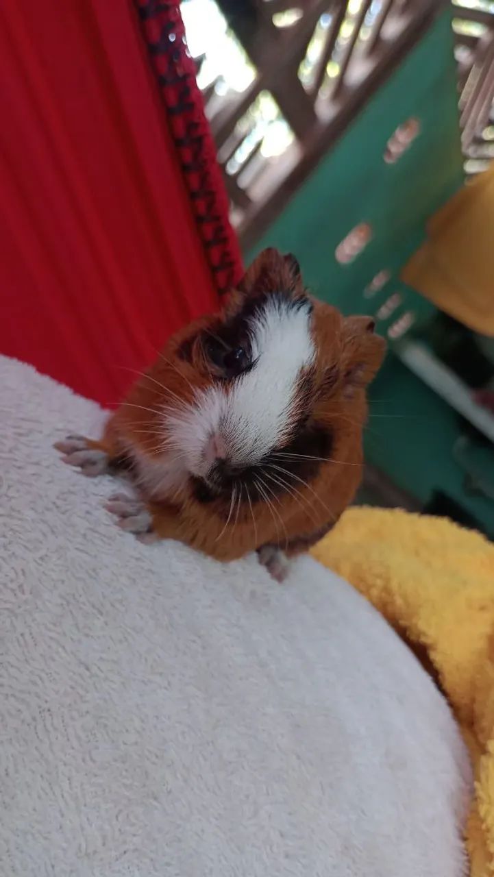 Porquinhos da índia  - Foto 4